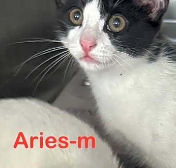 Photo of Aries 25