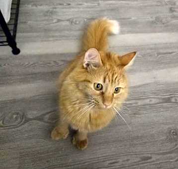 Photo of Lasagna