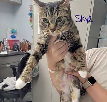 Photo of Skye
