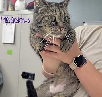 Photo of Meadow