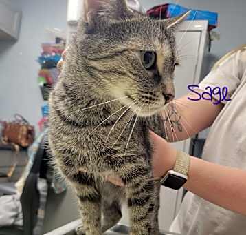 Photo of Sage