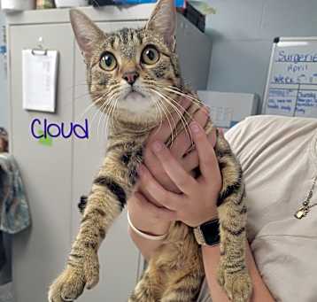 Photo of Cloud