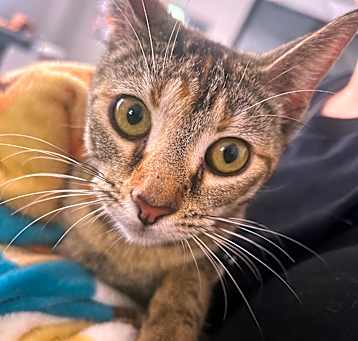 Photo of Mittens