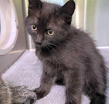 Photo of Nocturne