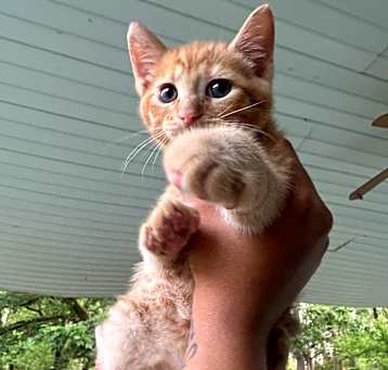 Photo of Pudding