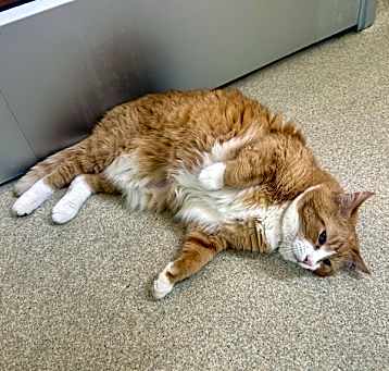 Photo of Ginger
