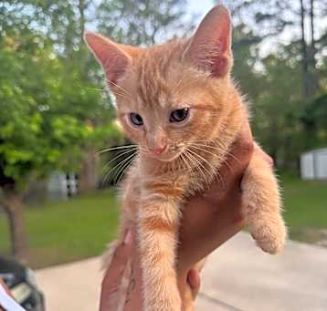 Photo of Golden