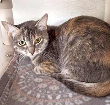 Photo of Pebbles
