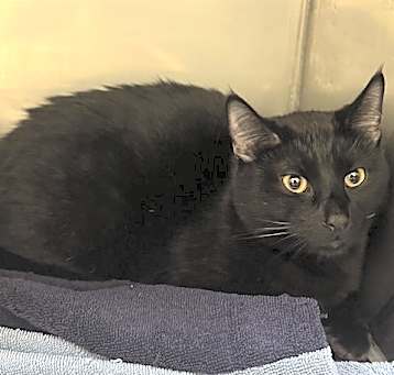 Photo of VADER