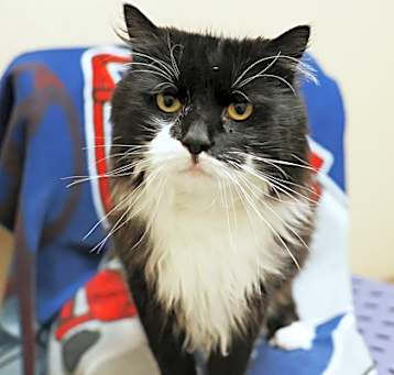 Photo of Sir Batman