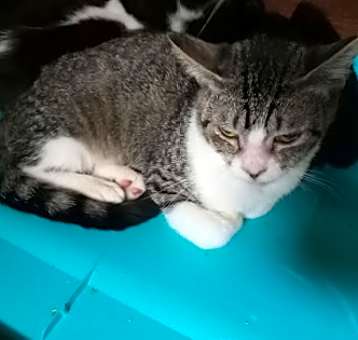 Photo of Little Angel