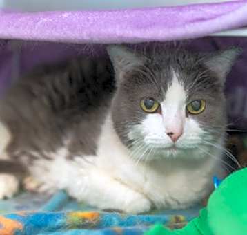 Photo of Miss Kitty