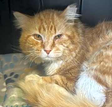 Photo of Fluffers