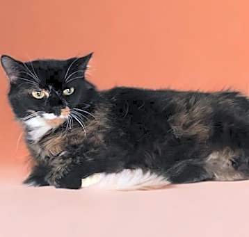 Photo of BETTE
