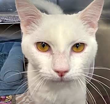 Photo of Petal