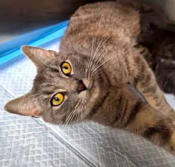 Photo of Priscilla