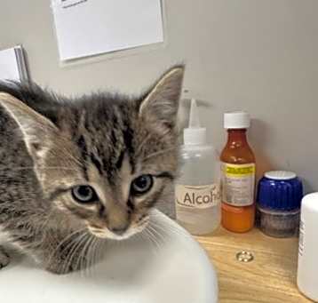 Photo of Tinkerbell