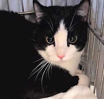 Photo of Tux