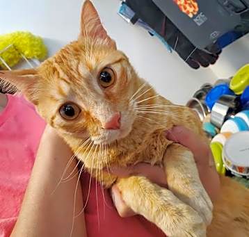 Photo of RUSTY
