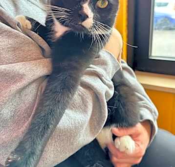 Photo of Snuggles