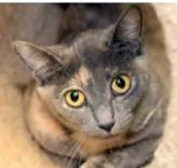 Photo of Silky