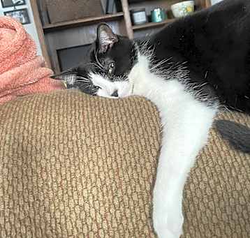 Photo of Jasmine