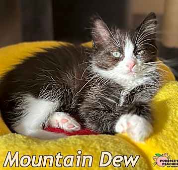 Photo of Mountain Dew