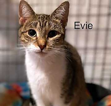 Photo of Evie (25-306)