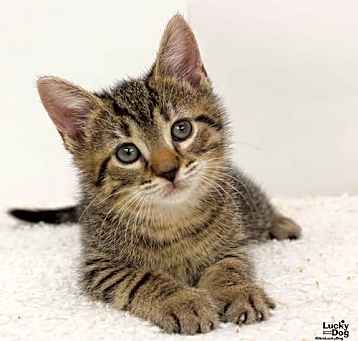 Photo of Willow