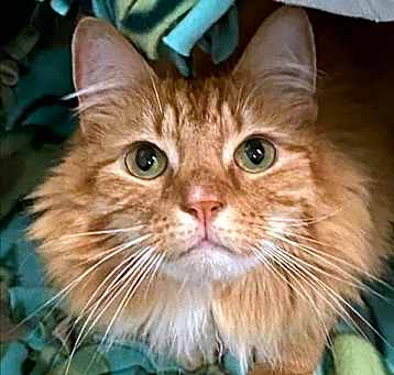 Photo of Briar