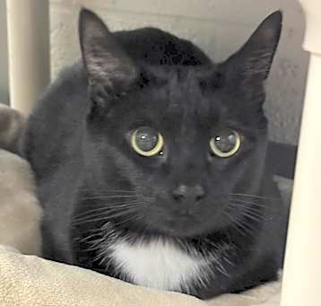 Photo of Smokey