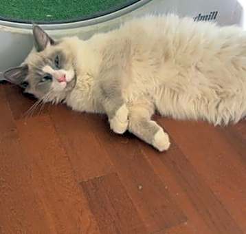 Photo of Teddy