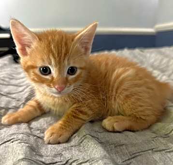 Photo of Apollo