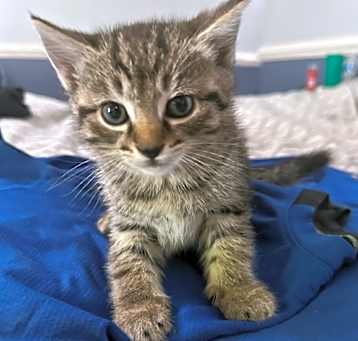 Photo of Artemis