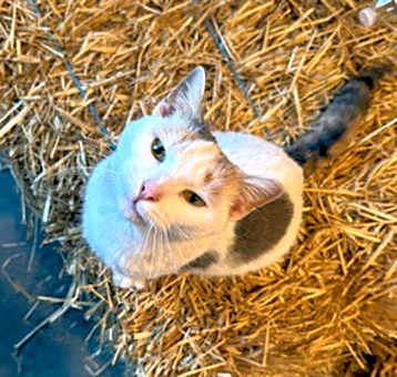 Photo of Cleo