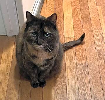 Photo of Bella