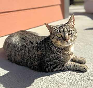 Photo of Luna Ray