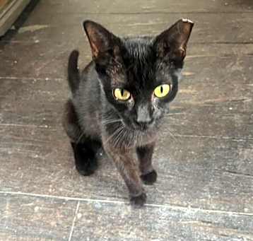 Photo of Shadow