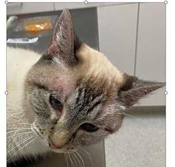 Photo of Quetee
