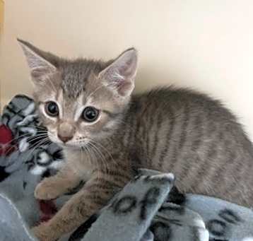 Photo of Celeste