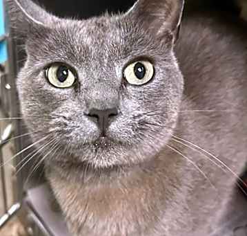 Photo of Ollie