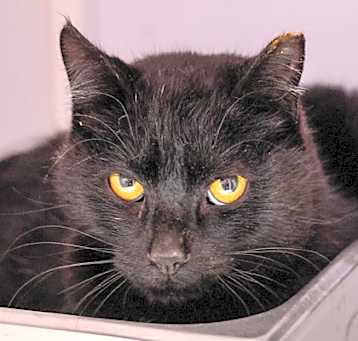Photo of Spruce(Barn Cat)