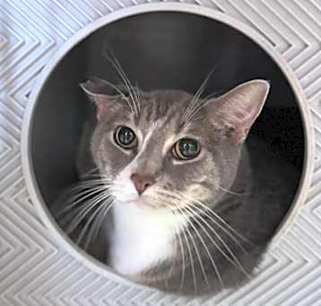 Photo of Rosco