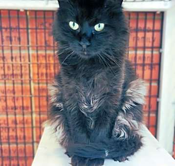 Photo of Kilo