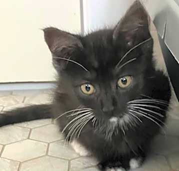 Photo of Sylvester