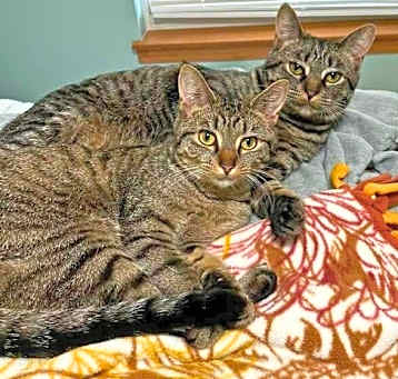 Photo of Salmon and Luna