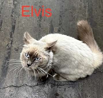 Photo of Elvis