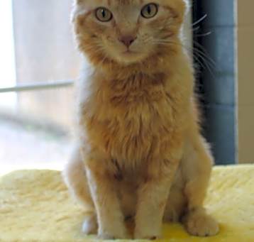 Photo of Meatball - 41470
