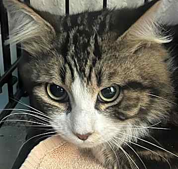 Photo of Cookie C000-202 - Claremont Location