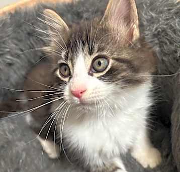 Photo of Kiwi